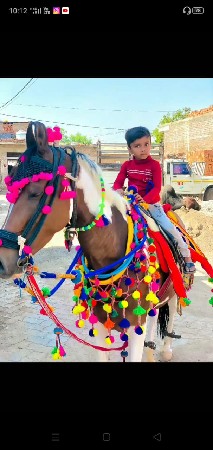 7વર્ષ ની ઘોડી રમત  વાળી ઘોડી