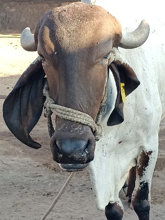 ગાય વેચવાની છે