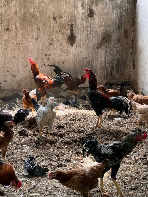 થંબનેલ 2