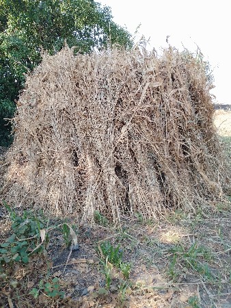 juvar ni niran vesvani chhe.