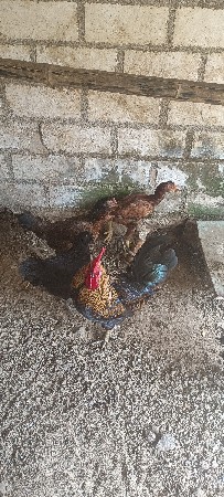 थंबनेल 2