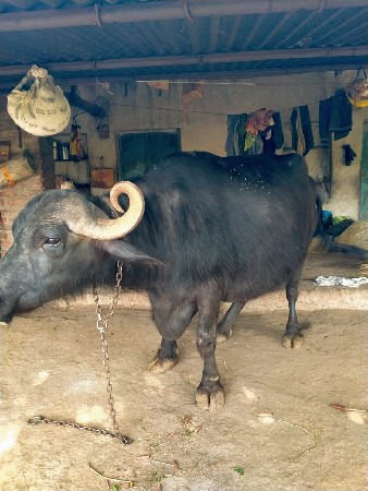 થંબનેલ 2