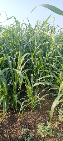 थंबनेल 3