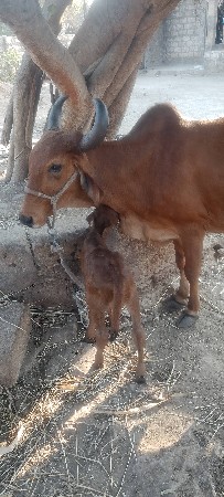 थंबनेल 2