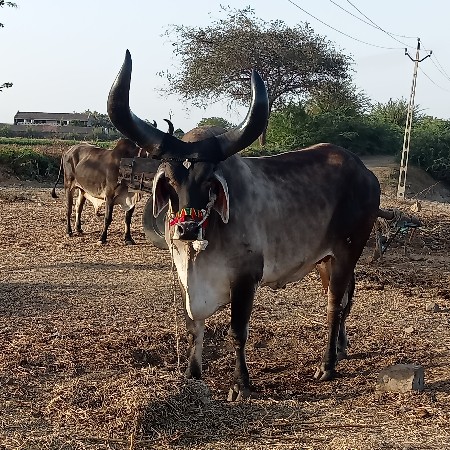 થંબનેલ 3