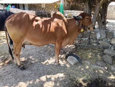 પાછાર ગીર