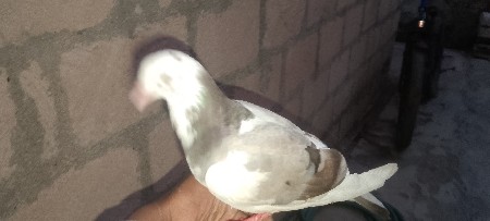 કબૂતર વેચવાનું છે