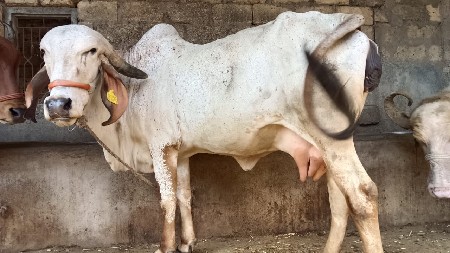 थंबनेल 2