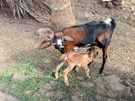 થંબનેલ 3