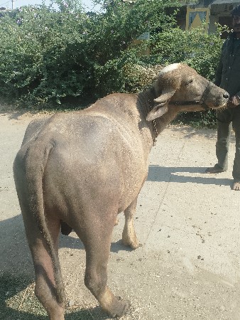 what do you ask me if I go back