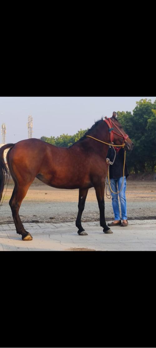 ઘોડી વેસવાની છે પાવર વારી છે ફોટા વિડીયો નથી કોઈ ને કોલ કે મેરેજ ના કરવો જોય જાવા ની