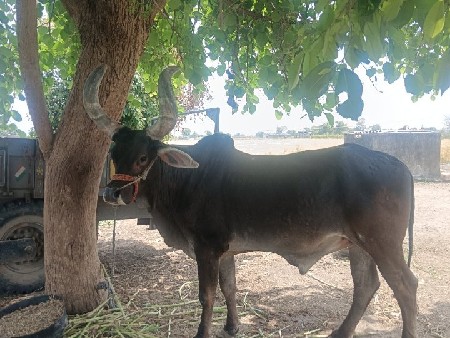 થંબનેલ 2