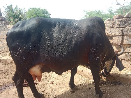 ગાય વેચવાની છે