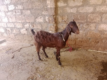 થંબનેલ 2