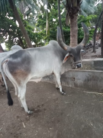 વઢિયારો બળદ વેચવાનો છે