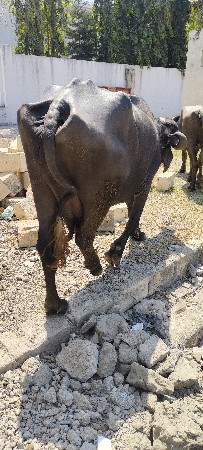 थंबनेल 3