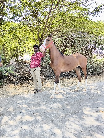 થંબનેલ 3