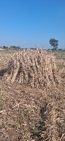 જુવાર નીરણ