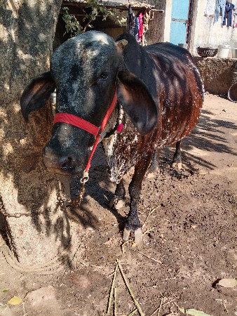 ગીર ક્રોસ ગાય વેચવાની છે