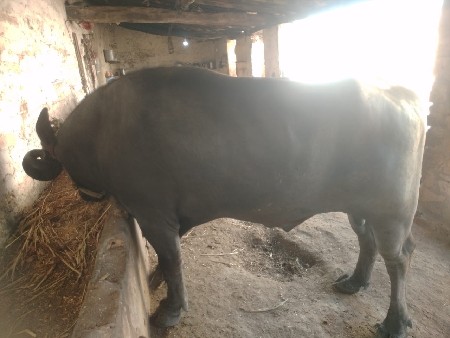 थंबनेल 2