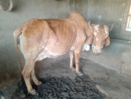 ગાય વેચવાની છે