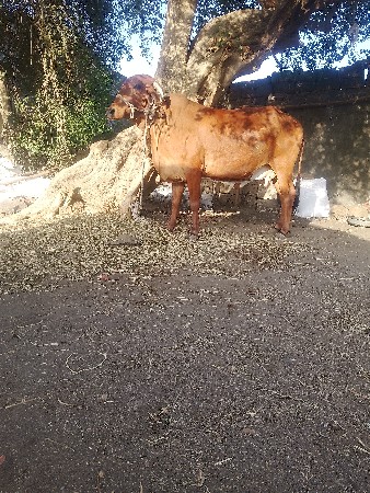 थंबनेल 2