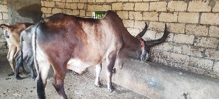 બળદ વેંચવાનો છે 3 ધર નો છે