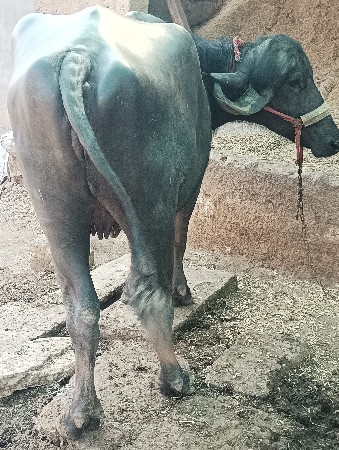 थंबनेल 2