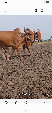 थंबनेल 3