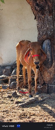 વેચવાની છે