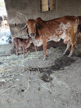 थंबनेल 3