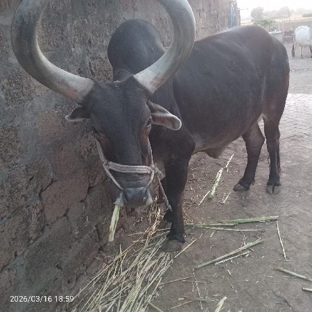 આ બળદ વેચવાનો છે