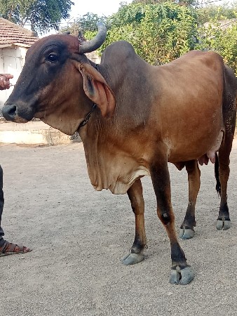 થંબનેલ 2