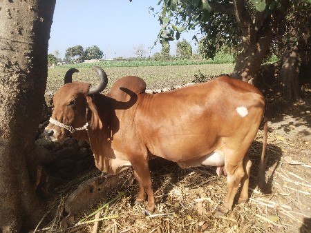 ગાય .4 વેતર .