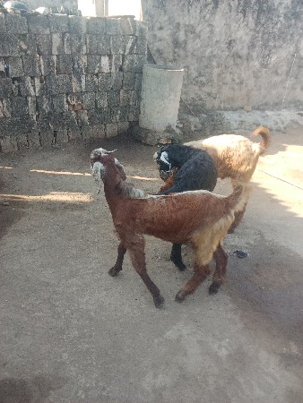 3 બકરા‌વેચવાના છે.