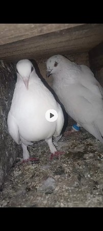 थंबनेल 2