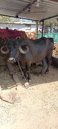 ભેંસ વેચવાની છે