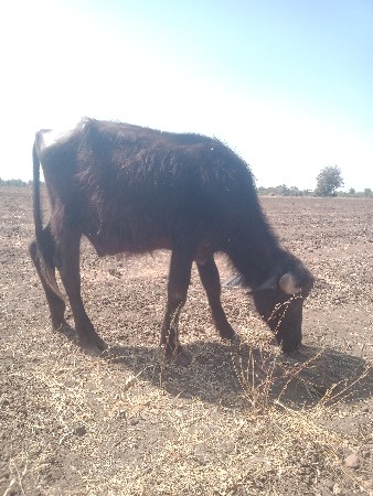 પાડો વેસ્વાનો છે