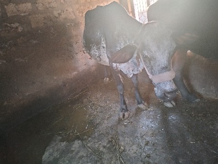 ગાય વેચવાની છે