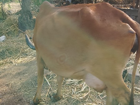 થંબનેલ 2