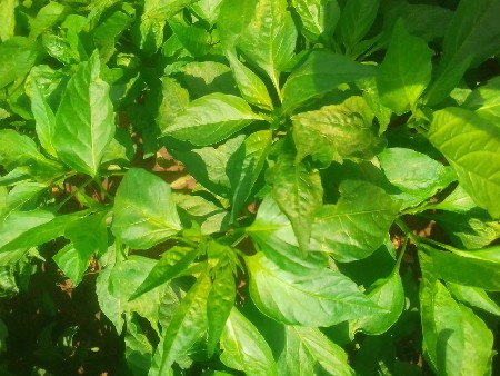 थंबनेल 3