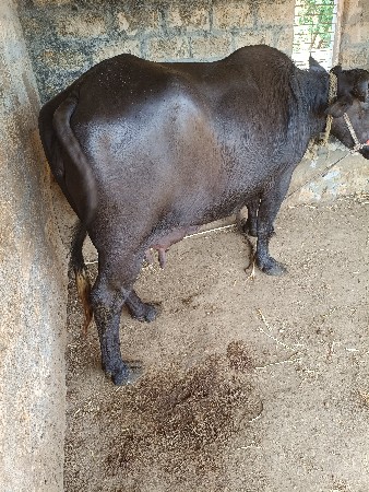 थंबनेल 2