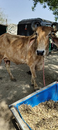 થંબનેલ 2