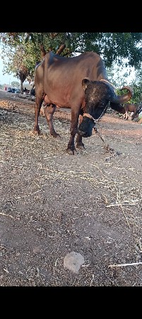 ર. વેતર નીચે પાડી