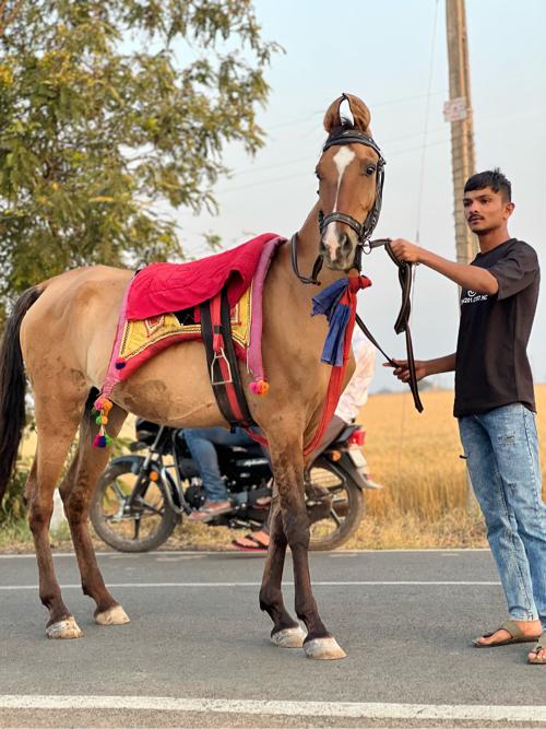 4 વરસની છે ગજુ 59