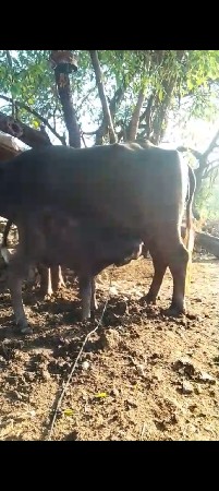 थंबनेल 2