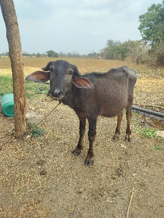 આપાડીવેસવાનીસે