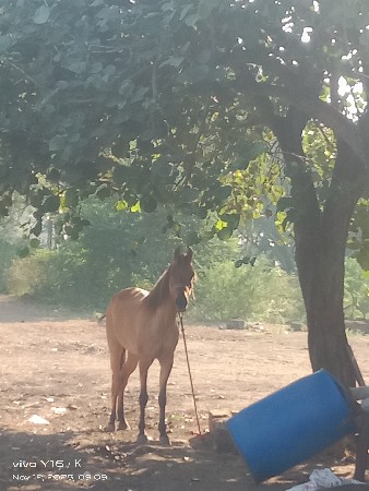 થંબનેલ 2