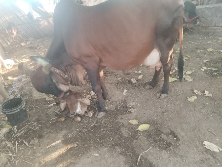 ગાય વેચવાની છે