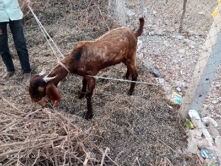 થંબનેલ 2